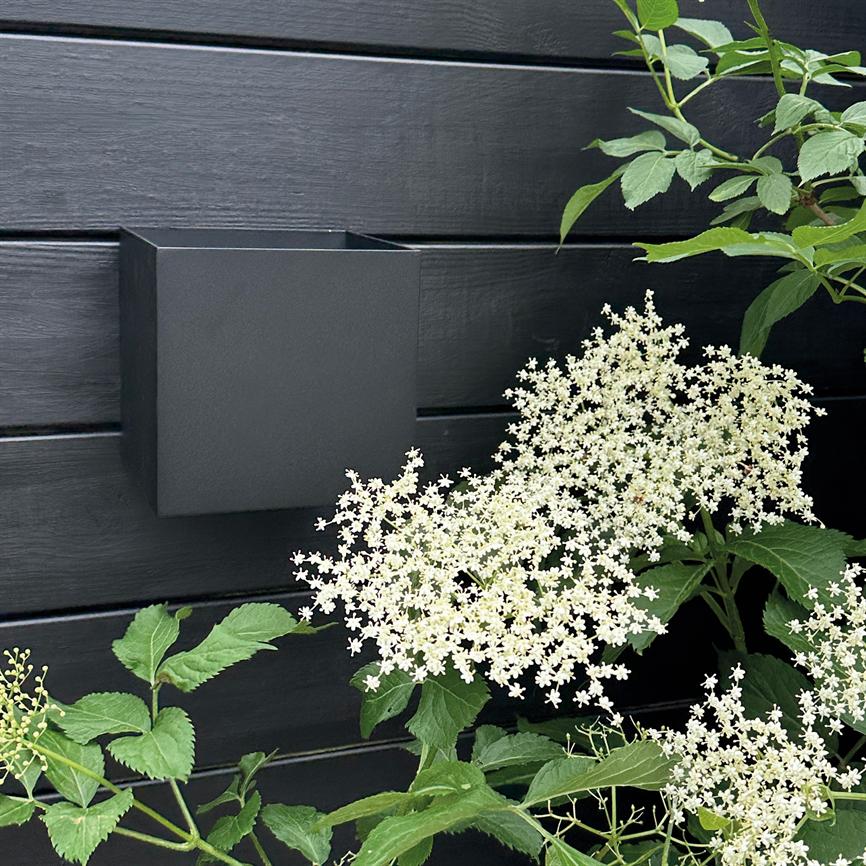 White, star-shaped flower clusters bloom on a green plant; they stand in front of a black, horizontally boarded wooden wall with a square black wall jar mounted next to it.